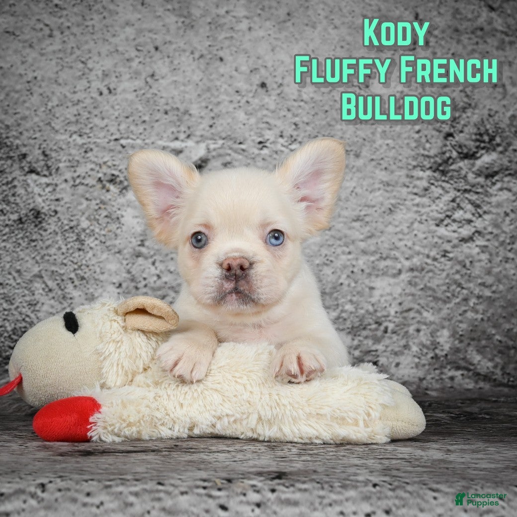French Bulldog dogs Kody - Ad 22
