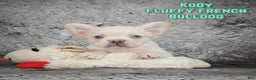 French Bulldog dogs for sale: Kody - Ad 1