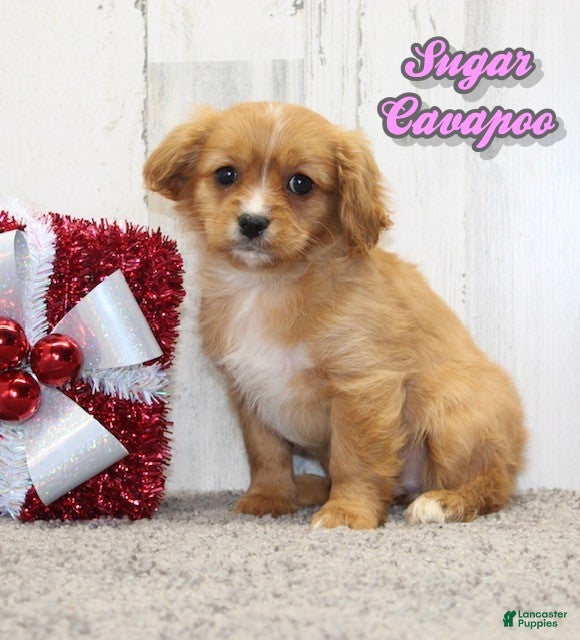 Cavapoo dogs Sugar - Ad 31