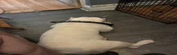 American Bully dogs for sale: Icy - Ad 4