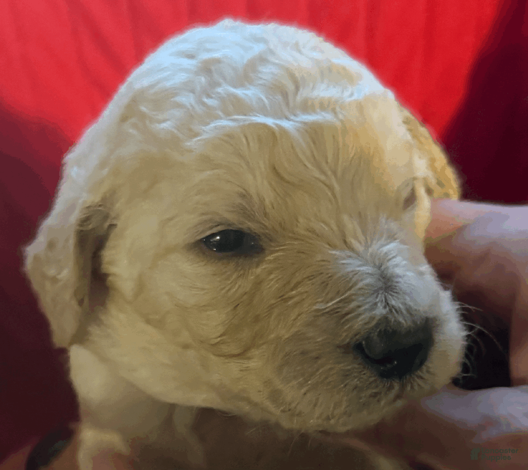 Goldendoodle dogs for sale: Black - Ad 2