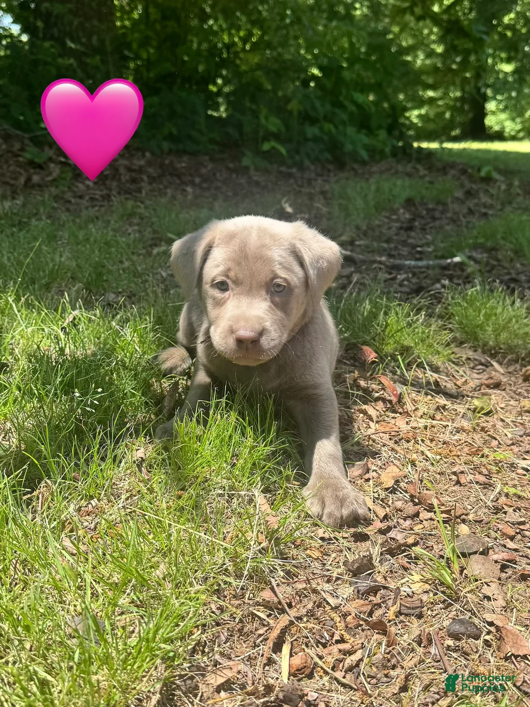 Labrador Retriever dogs for sale: Pink - Ad 2