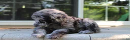 Standard Poodle dogs for sale: Ash AKC Standard Poodle - Ad 8
