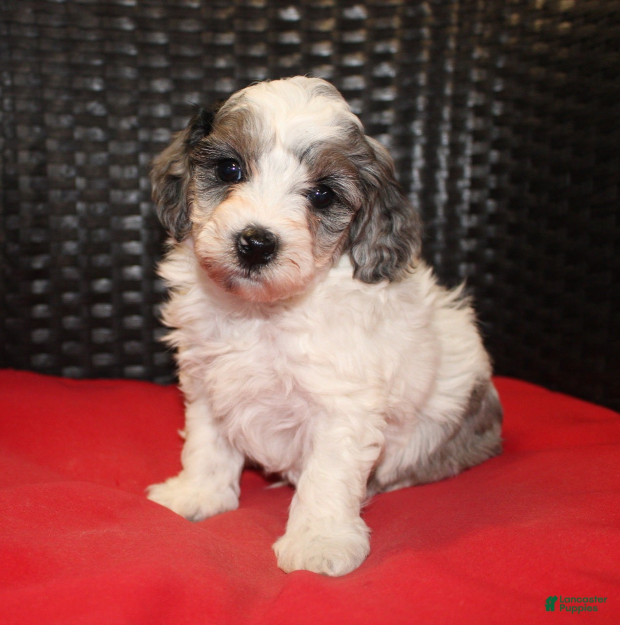 Mini Goldendoodle dogs Rascal - Ad 1