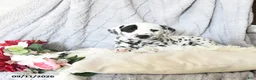 Dalmatian dogs for sale: Lady - Ad 4
