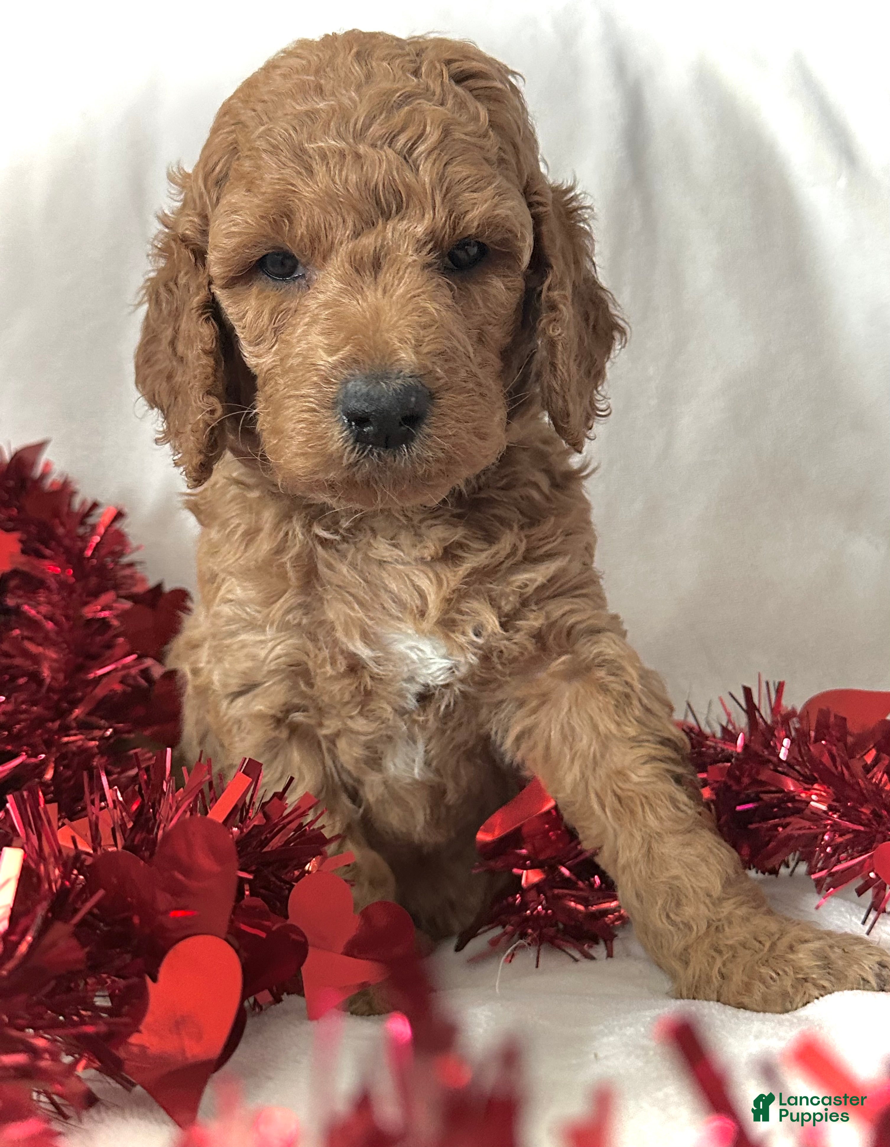 Irish Doodle dogs Glitter-In home raised - Ad 9