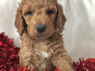 Irish Doodle dogs Glitter-In home raised - Ad 30