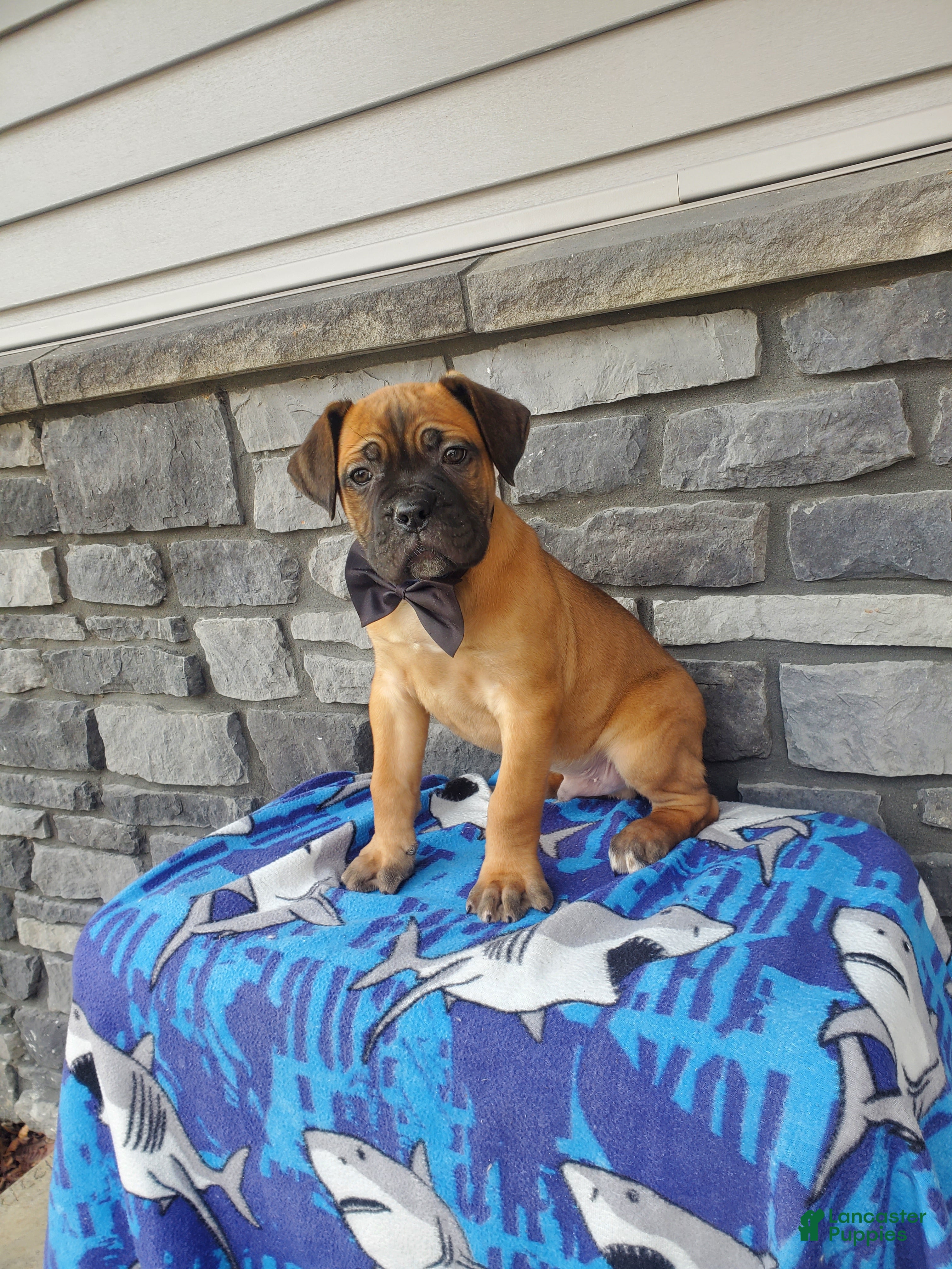 Cane Corso dogs Cane Corso Puppy 3 - Ad 2