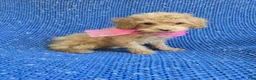 Maltipoo dogs for sale: Vanessa - Ad 1