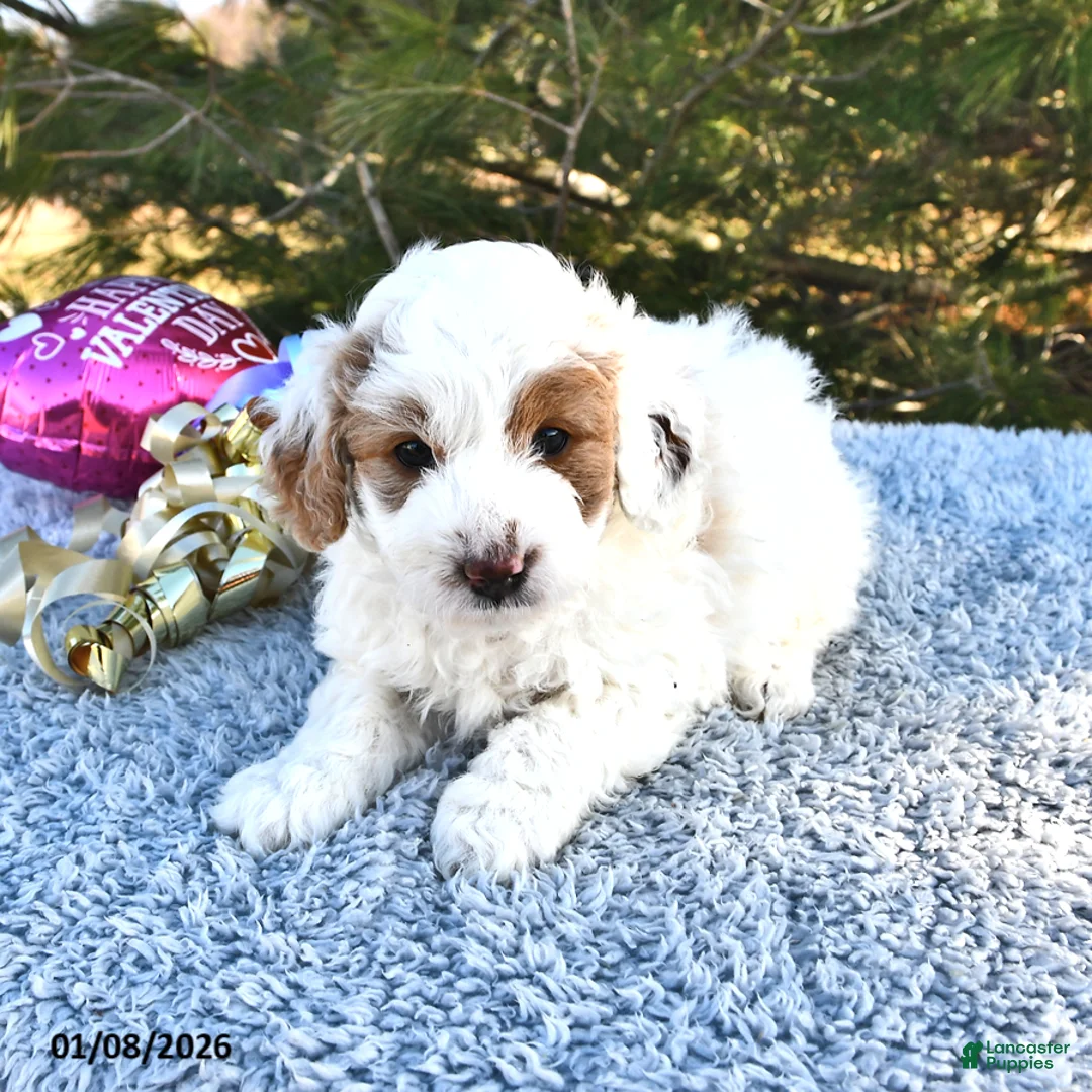 Mini Goldendoodle dogs for sale: Piper - Ad 7