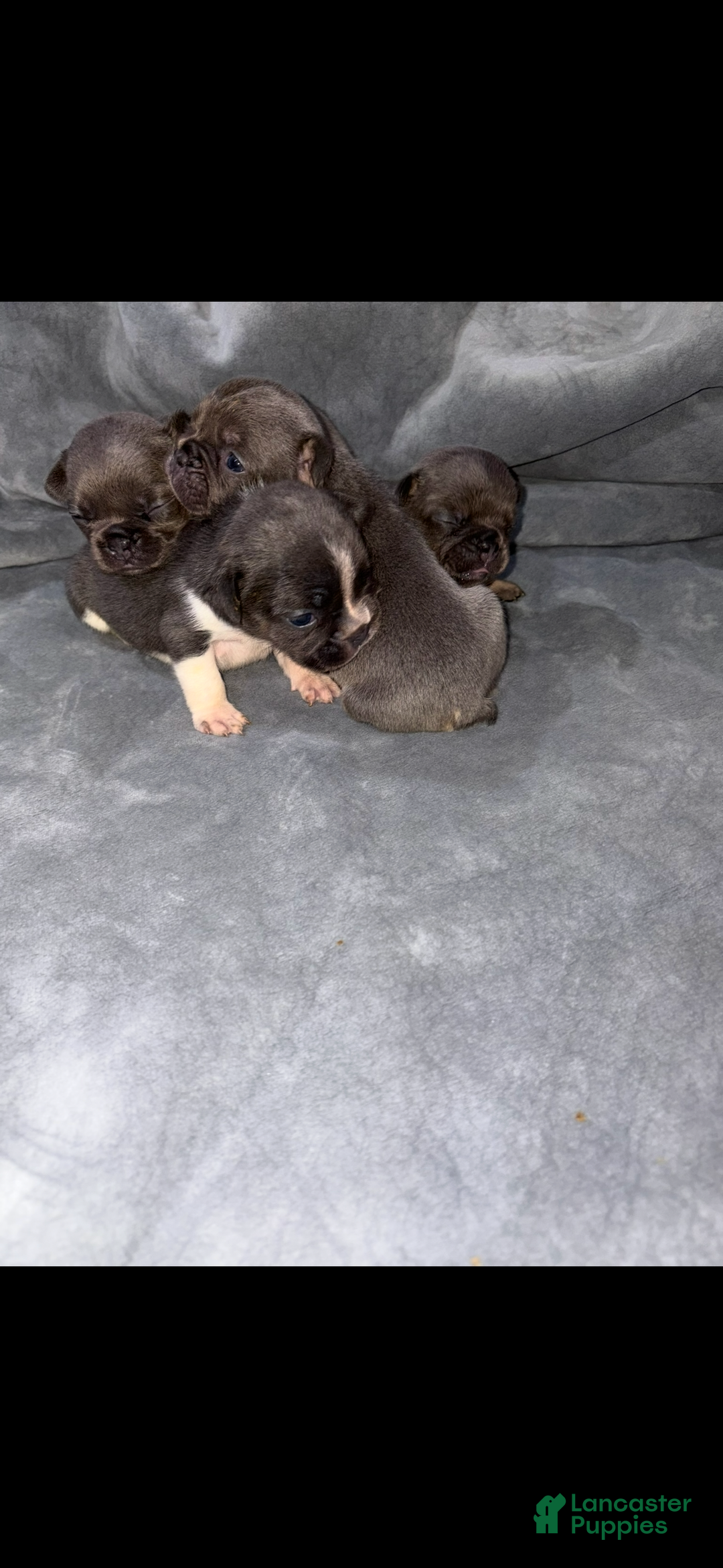 French Bulldog dogs for sale: Lala Female - Ad 3