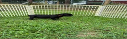 Cane Corso dogs for sale: Cane Corso Puppy 10 - Ad 4