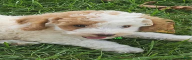 Louie- Potty and crate training Parents Health Tested 