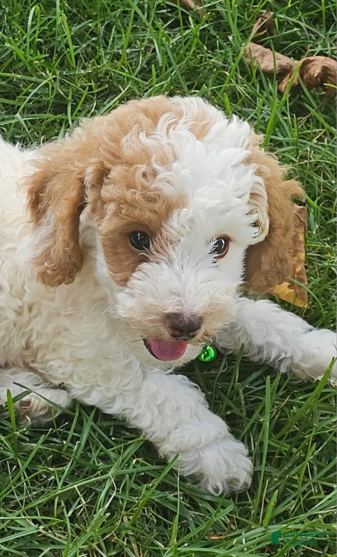 Miniature Poodle dogs for sale: Louie- Potty and crate training Parents Health Tested  - Ad 1