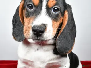 Beagle dogs for sale: Ryan - Ad 2