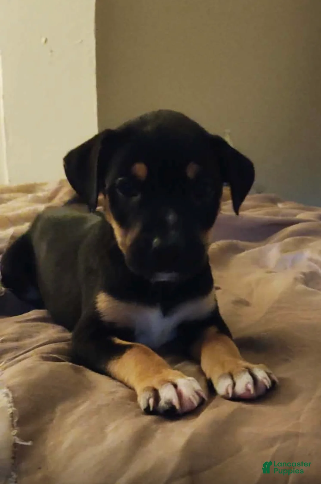 Mixed Breed dogs for sale: Matilda - Ad 2