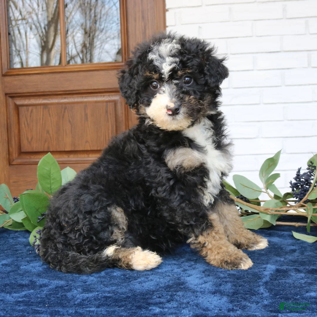 Mini Bernedoodle dogs for sale: Sadie  - Ad 2