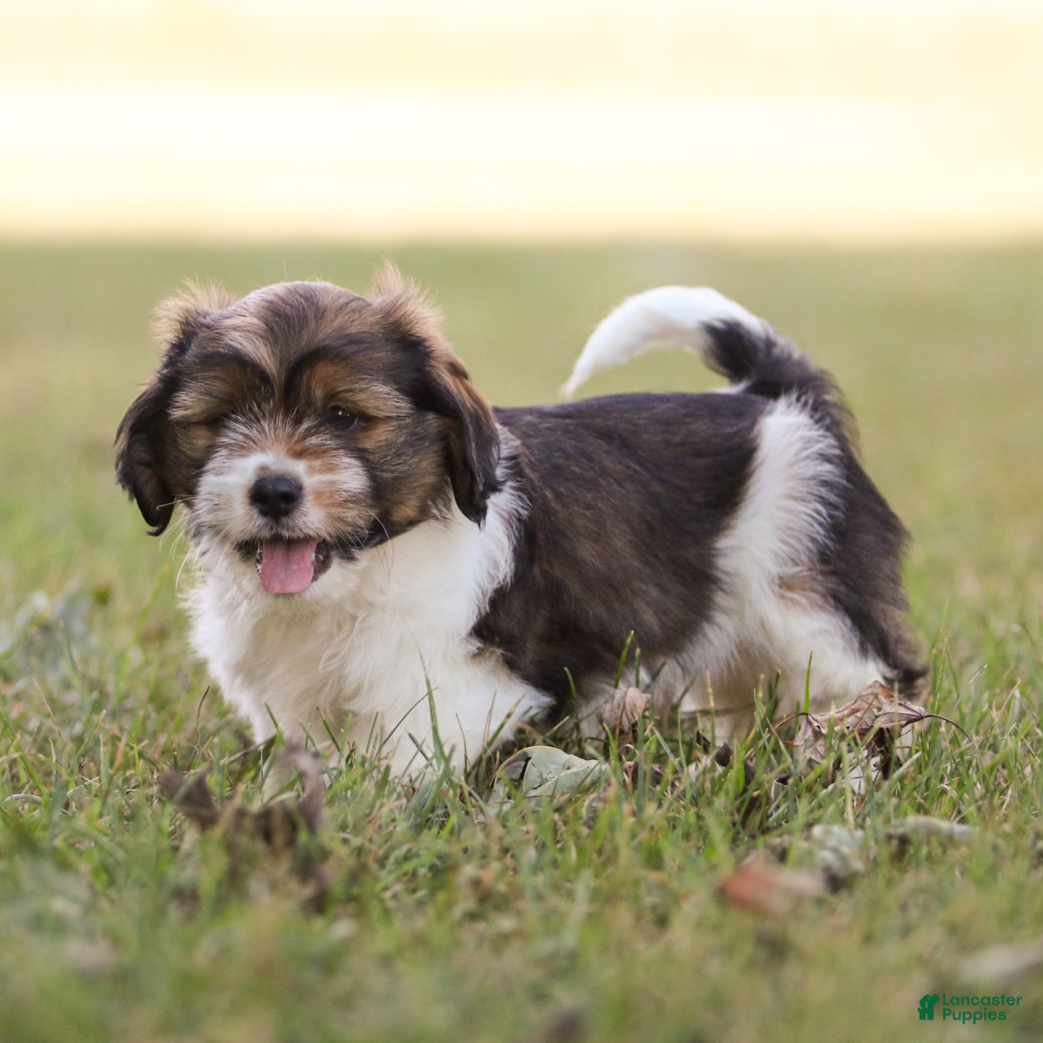 Mixed Breed dogs Max - Ad 2