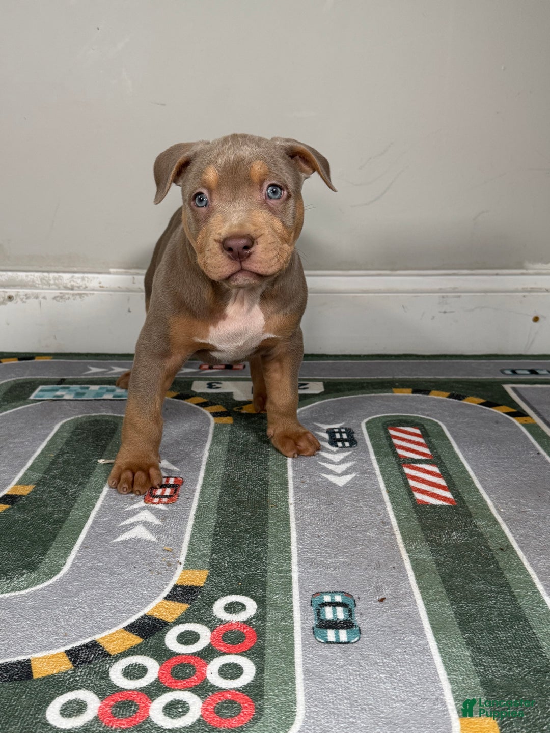 American Bully dogs for sale: King  - Ad 16