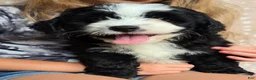 Mini Bernedoodle dogs for sale: Mini Clover - Ad 3