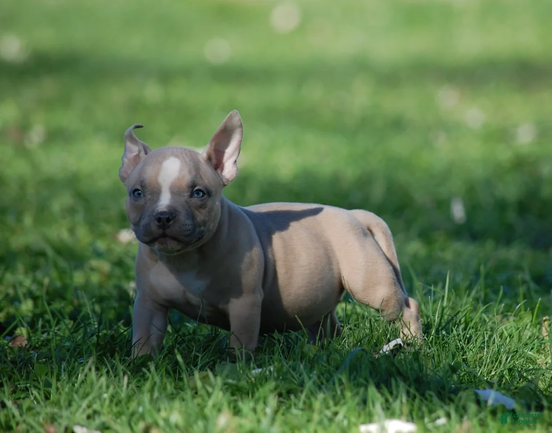 American Bully dogs for sale: Fawn female 2 - Ad 1