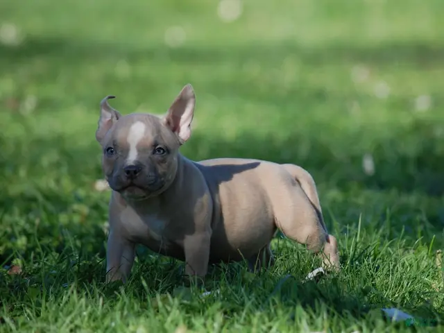 American Bully dogs for sale: Fawn female 2 - Ad 6