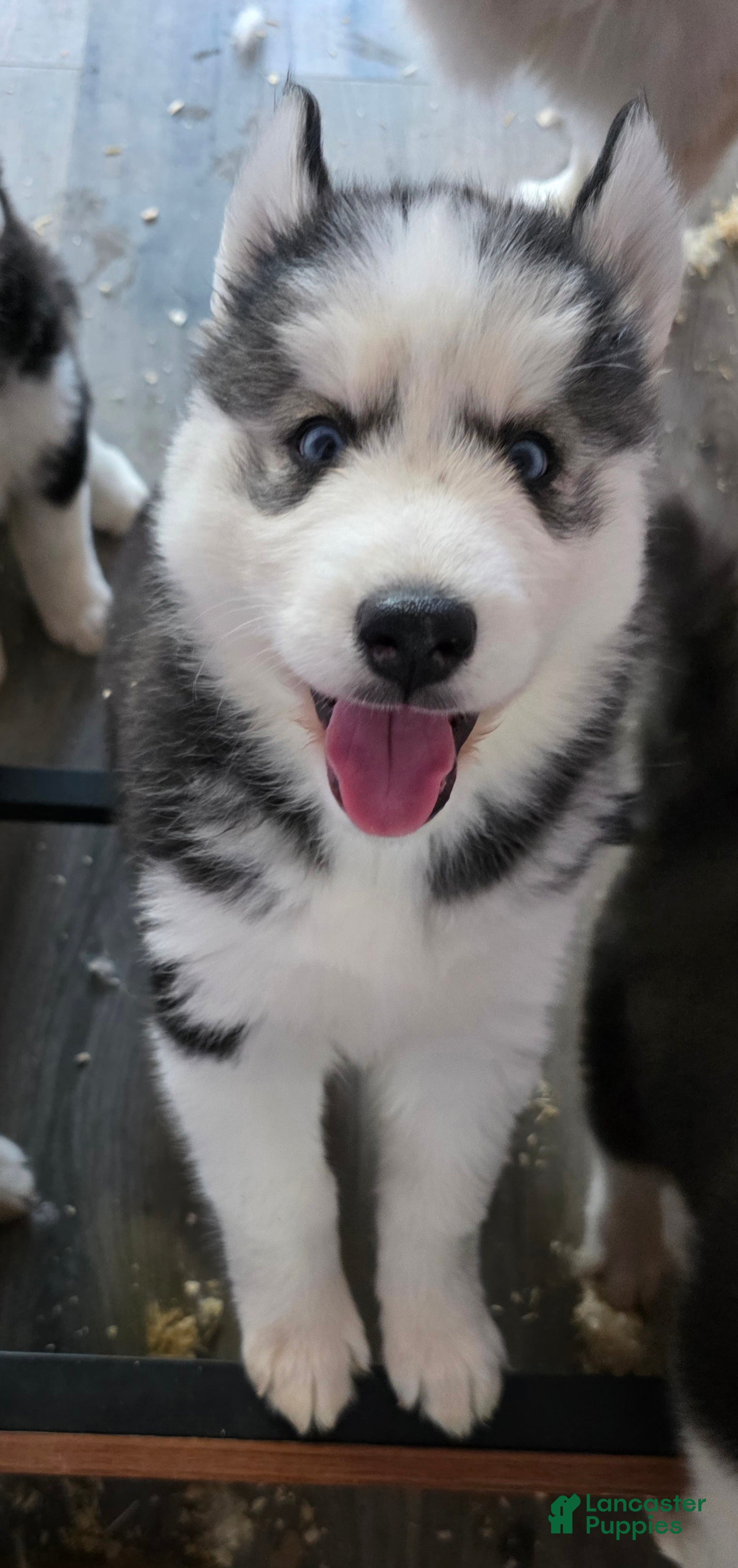Siberian Husky dogs Peach - Ad 2