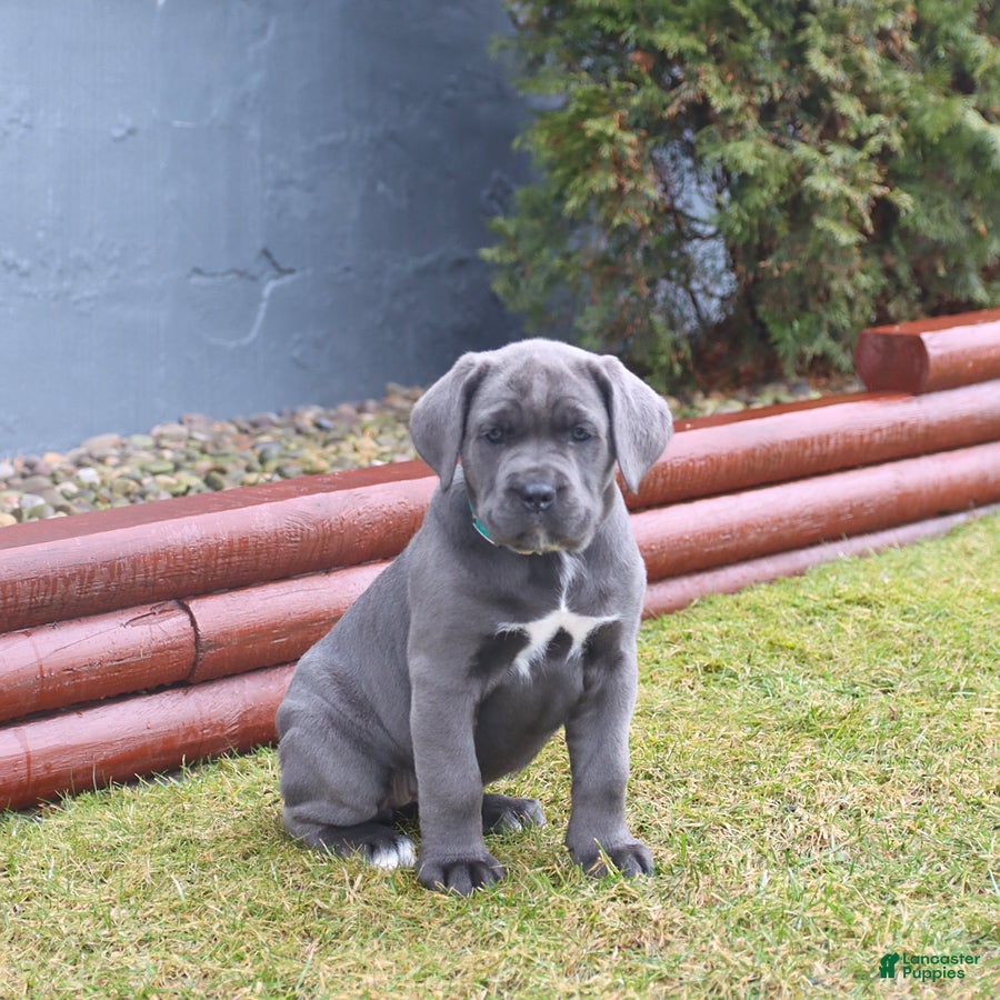 Cane Corso dogs Gem  - Ad 1