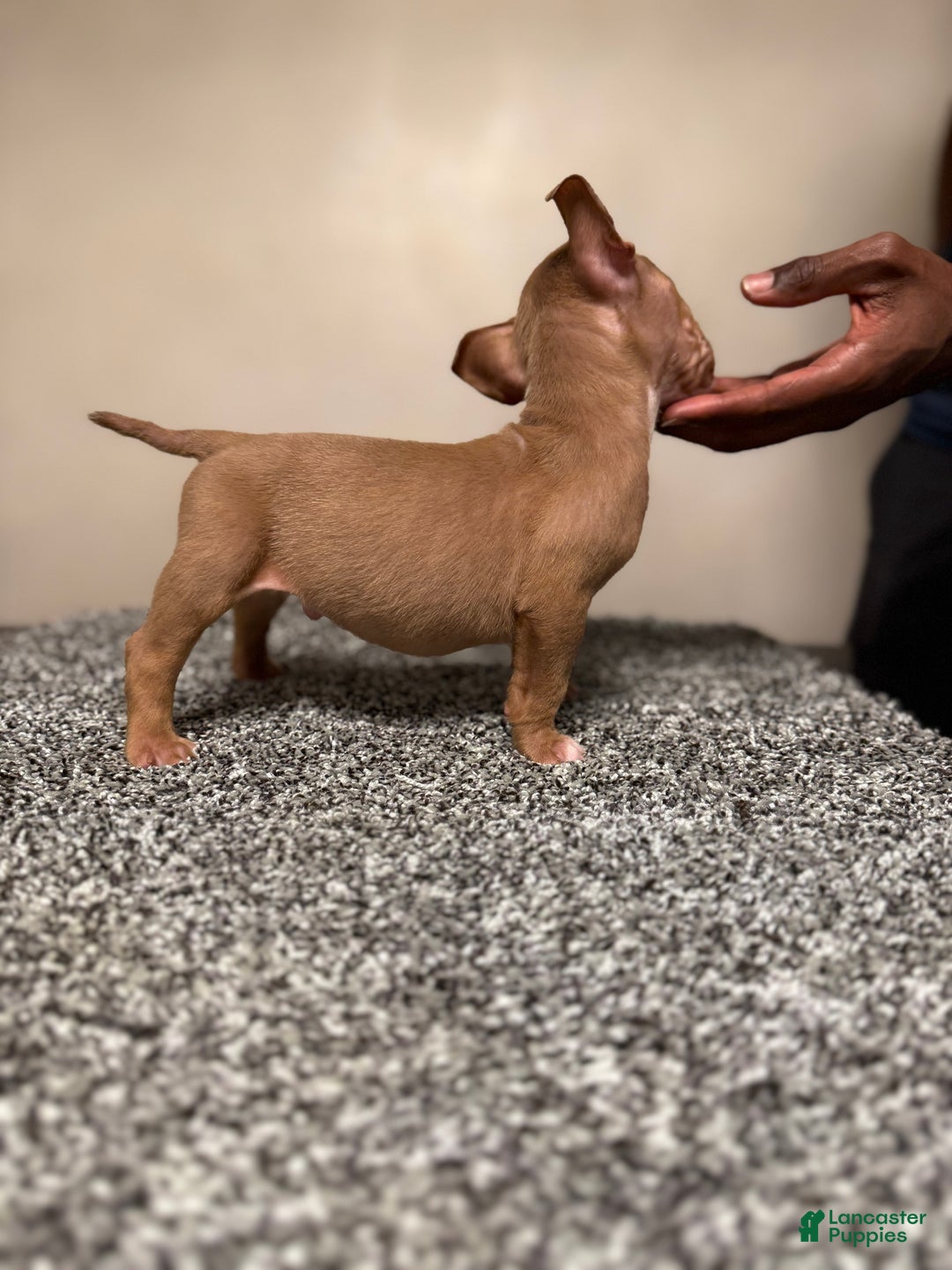 American Bully dogs for sale: American Bully Puppy 5 - Ad 6