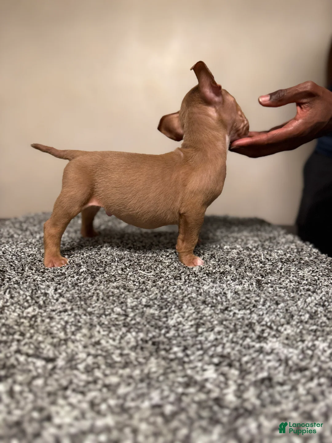 American Bully dogs for sale: American Bully Puppy 3 - Ad 6
