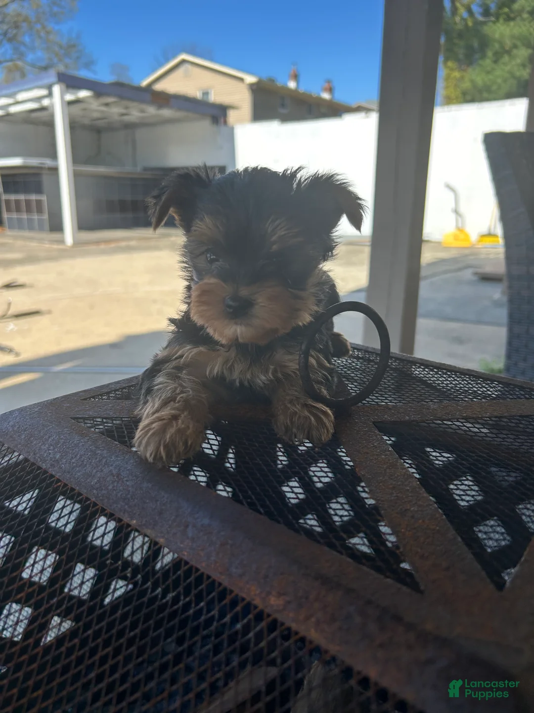 Yorkshire Terrier dogs for sale: Yorkshire Terrier Puppy 3. Teacup nova - Ad 2