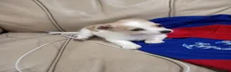 Mixed Breed dogs for sale: Mixed Breed 1 - Ad 3