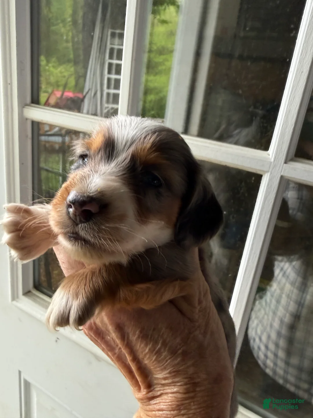 Miniature Dachshund dogs for sale: Miniature Dachshund Puppy 3 - Ad 2