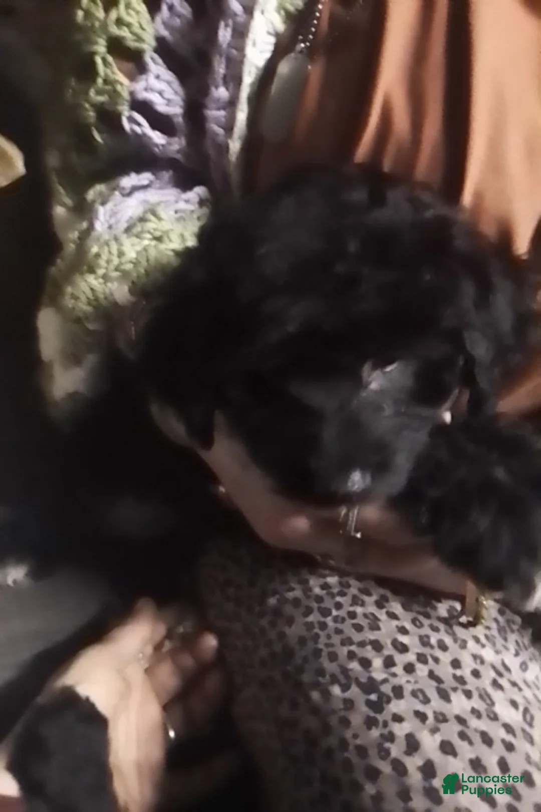 Mini Aussiedoodle dogs for sale: Mini Aussiedoodle Puppy 1 - Ad 3