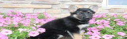 German Shepherd dogs for sale: Haven - Ad 7