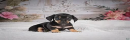 Miniature Dachshund dogs for sale: AKC-Milly - Ad 5
