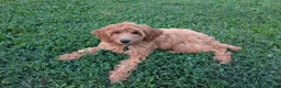 Irish Doodle dogs for sale: Irish Doodle 2 - Ad 3