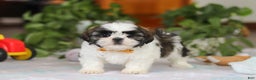 Shih Tzu dogs for sale: Liam - Ad 3