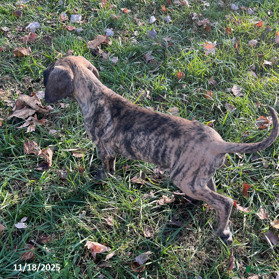 Great Dane dogs for sale: Bandit - Ad 6
