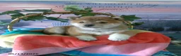 Shiba Inu dogs for sale: Wanda - Ad 3