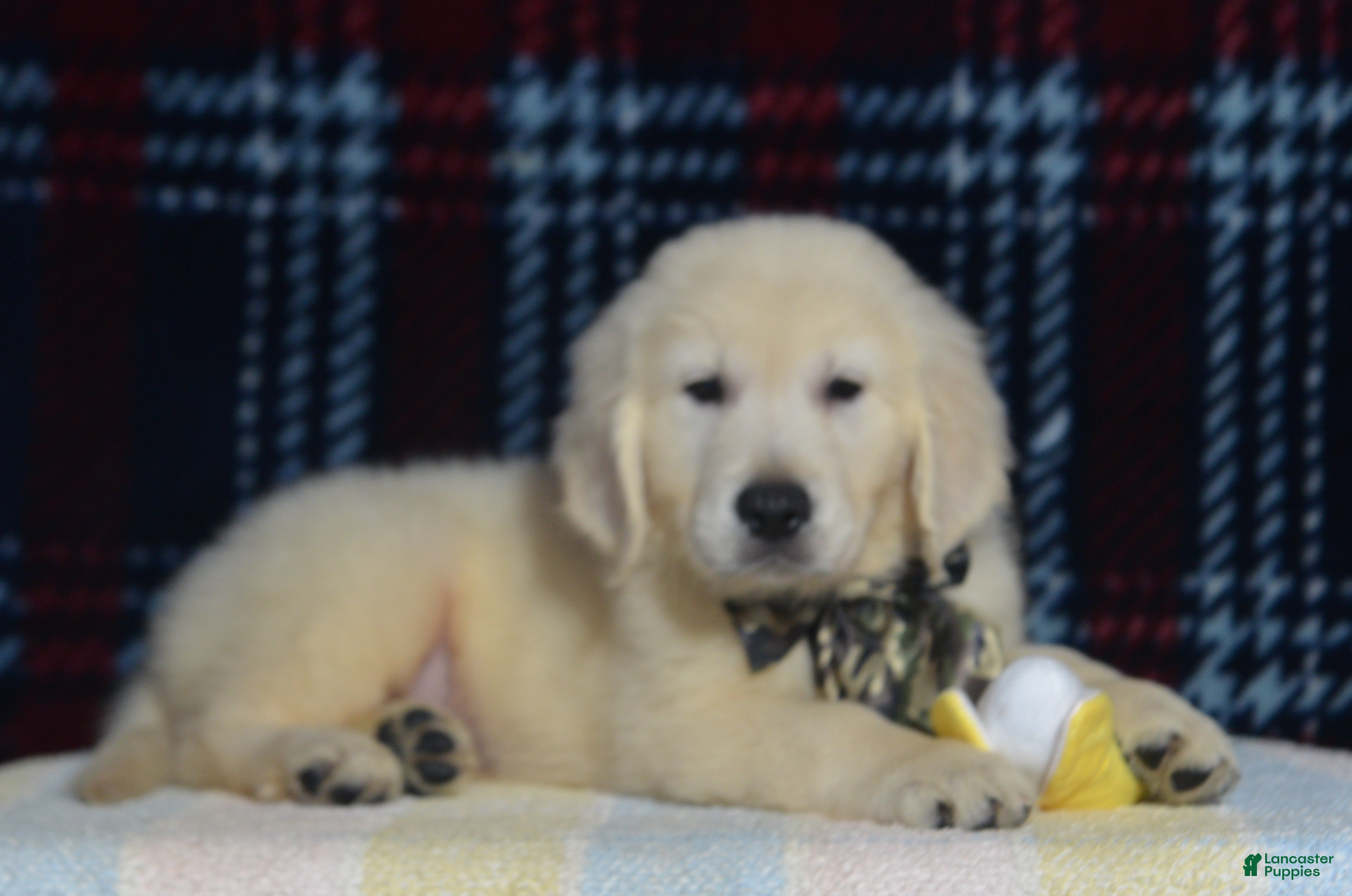 Golden Retriever dogs Taylor - Ad 1