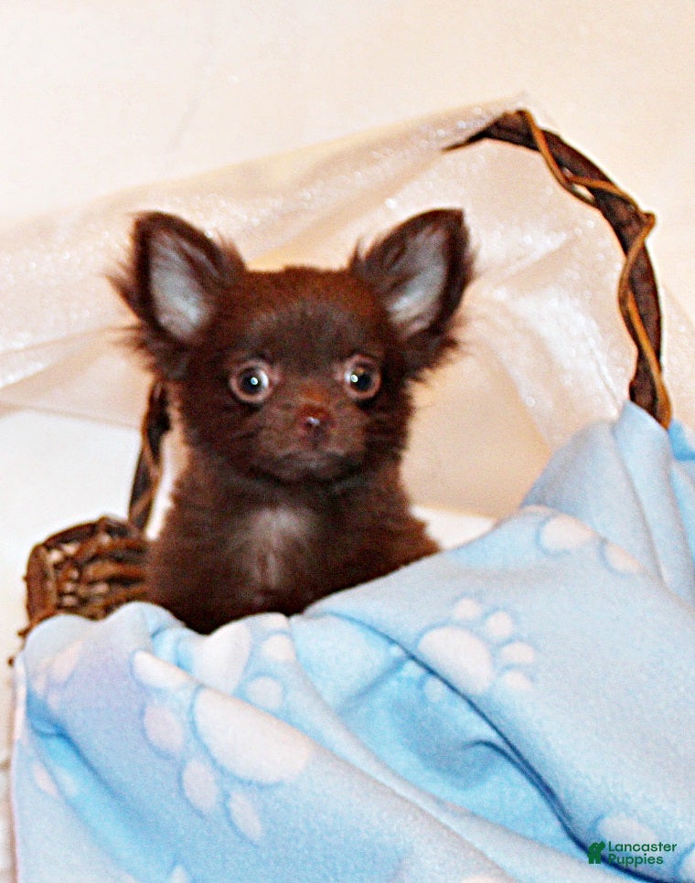 Chihuahua dogs Ian - Ad 2