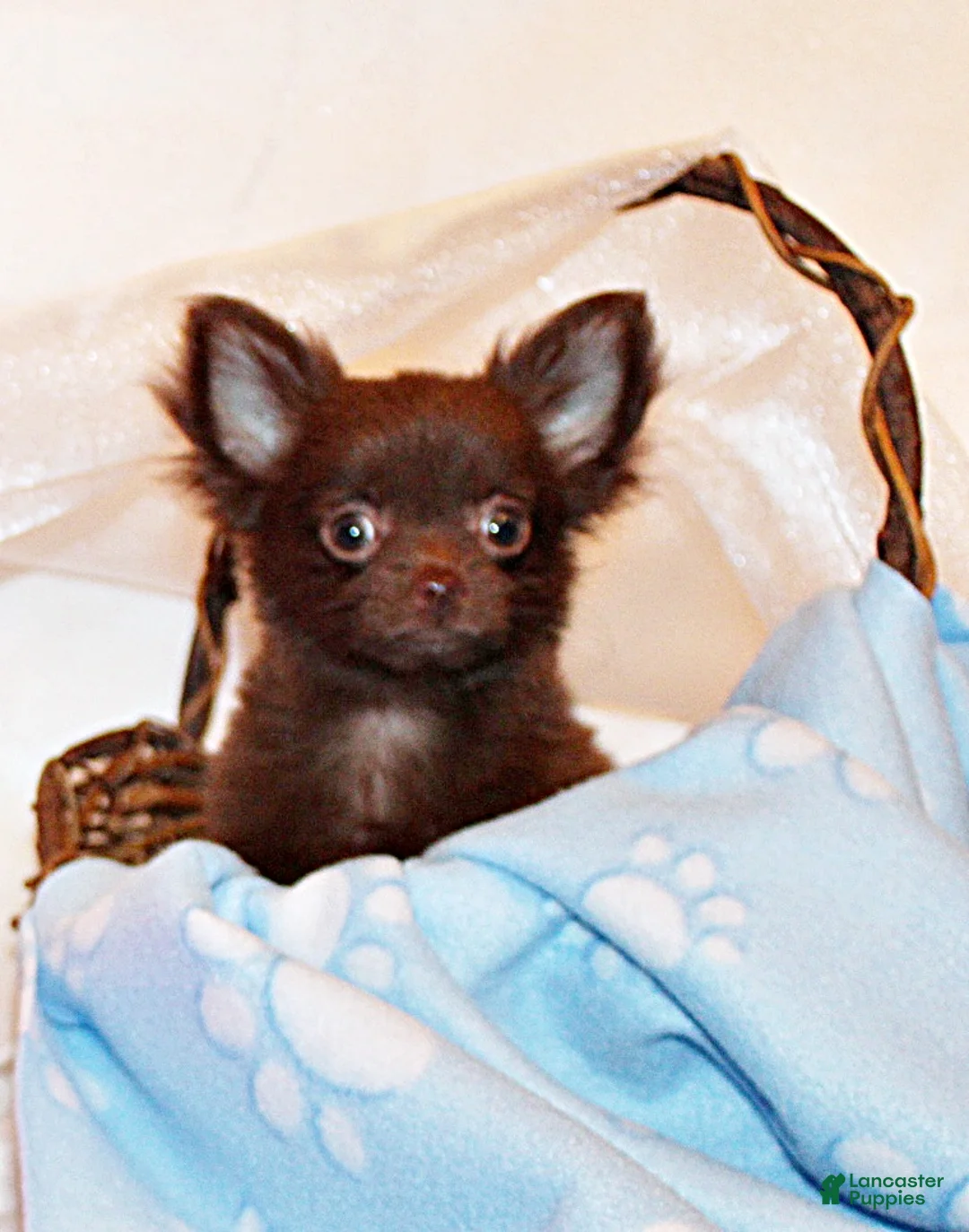 Chihuahua dogs for sale: Ian - Ad 2
