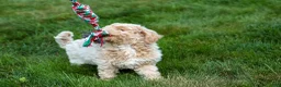 Bichpoo dogs for sale: 🐾 Olive 🐾 - Ad 21
