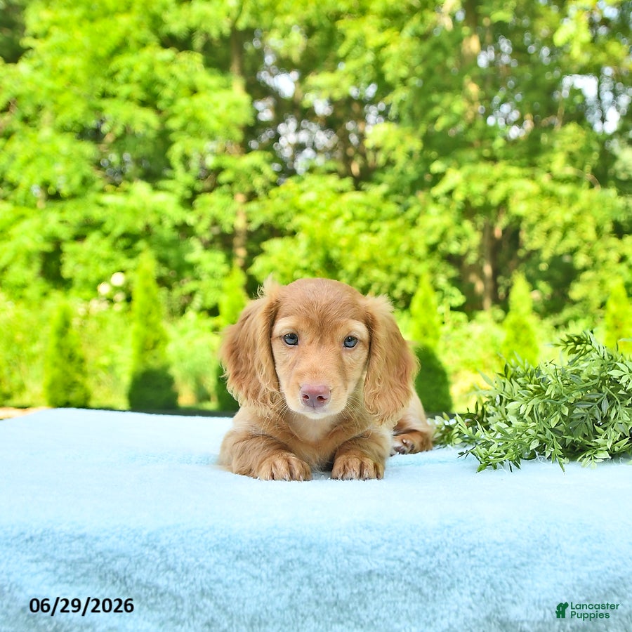 Miniature Dachshund dogs Preston - Ad 1