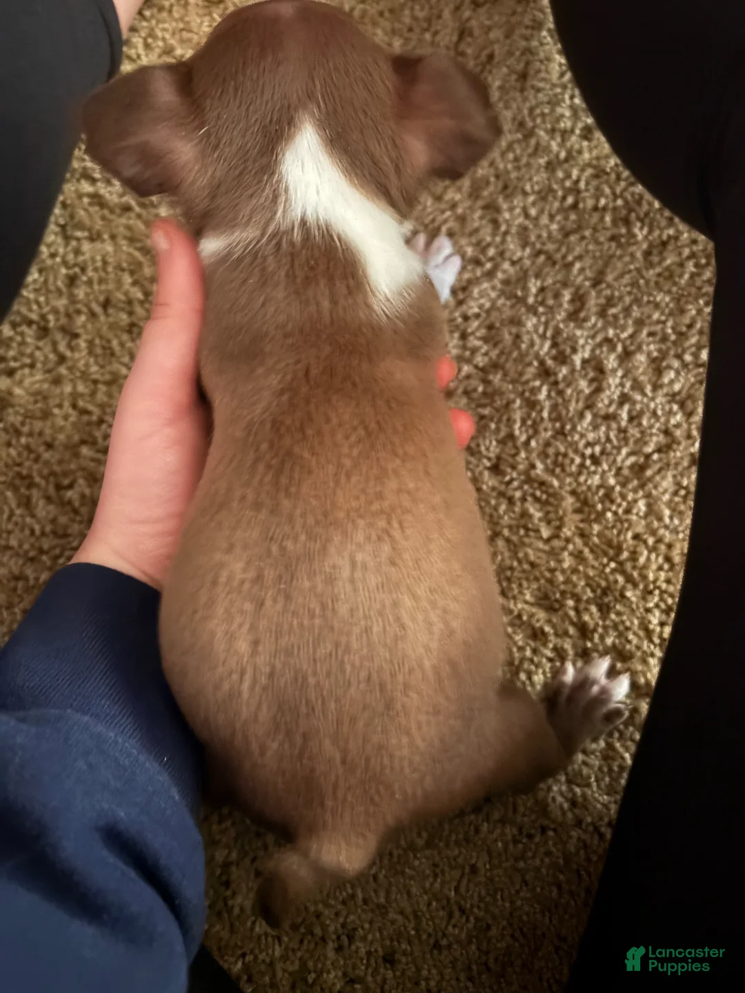 Boston Terrier dogs for sale: Simon - Ad 2