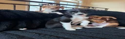 Mixed Breed dogs for sale: Mixed Breed 3 - Ad 3