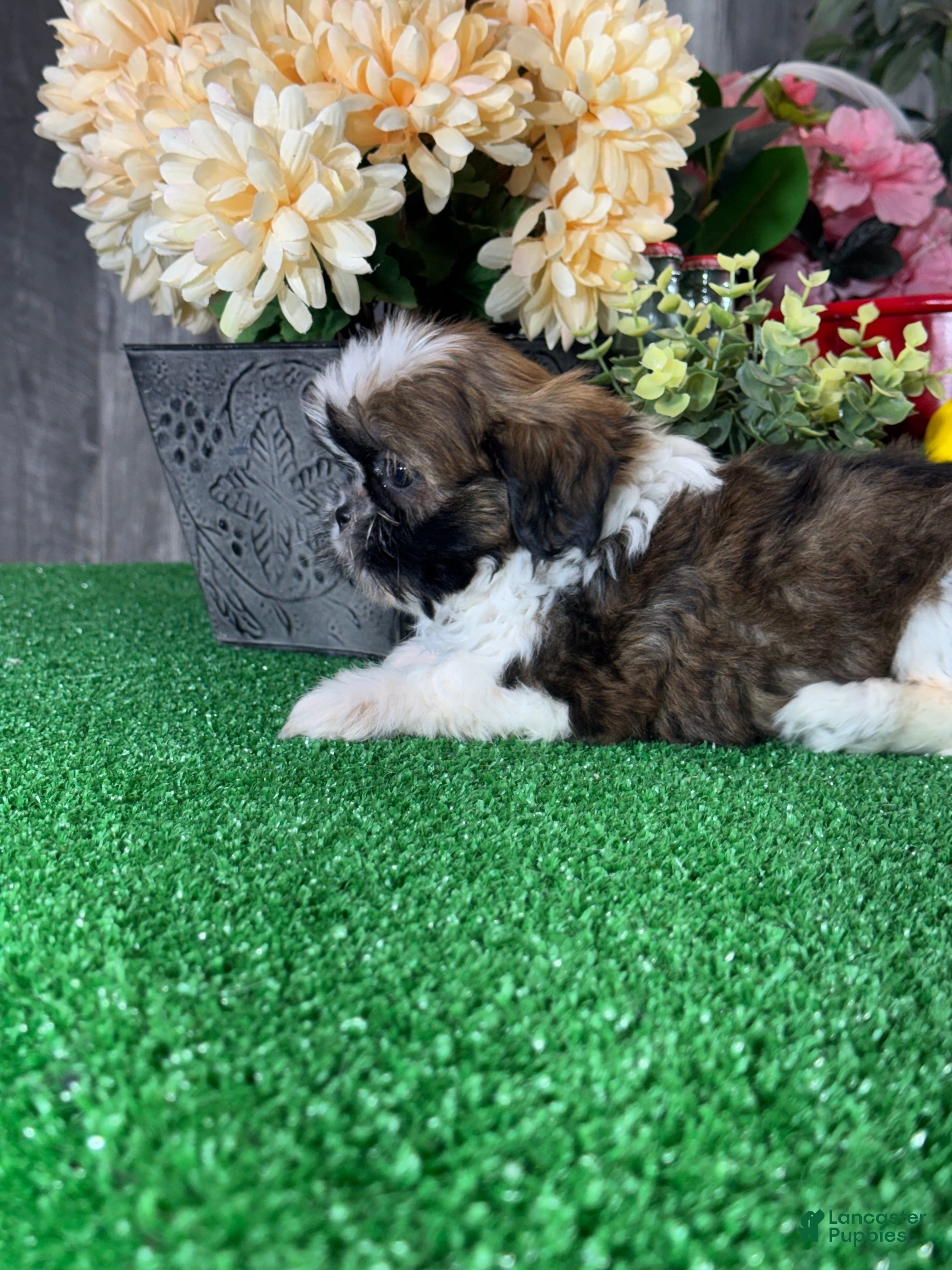 Shih Tzu dogs for sale: Siri  - Ad 2