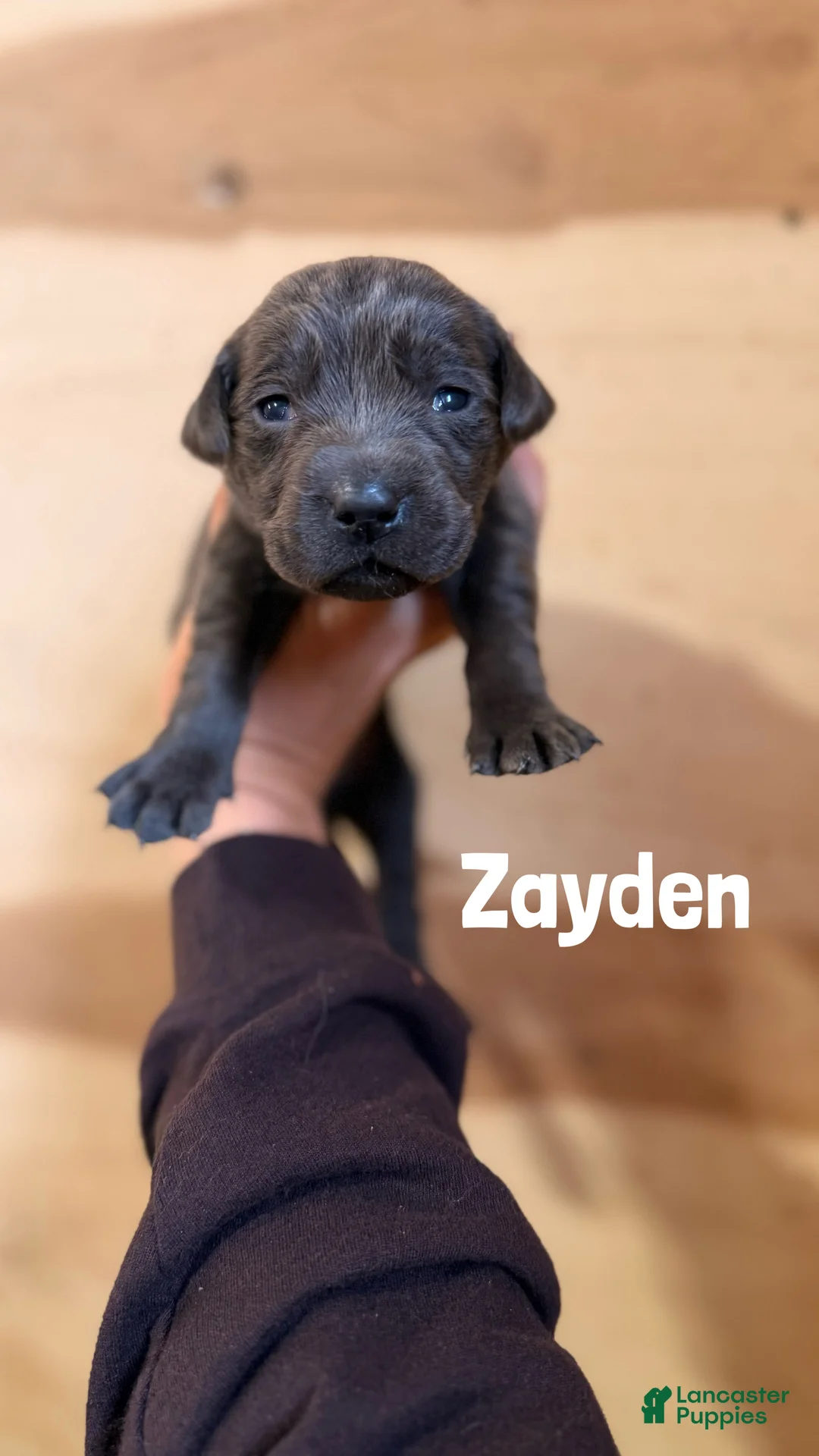 Labrador Retriever dogs for sale: Zayden - Ad 1