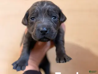 Labrador Retriever dogs Zayden - Ad 40